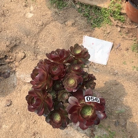 多肉植物黑摩056号不包断枝有砍过