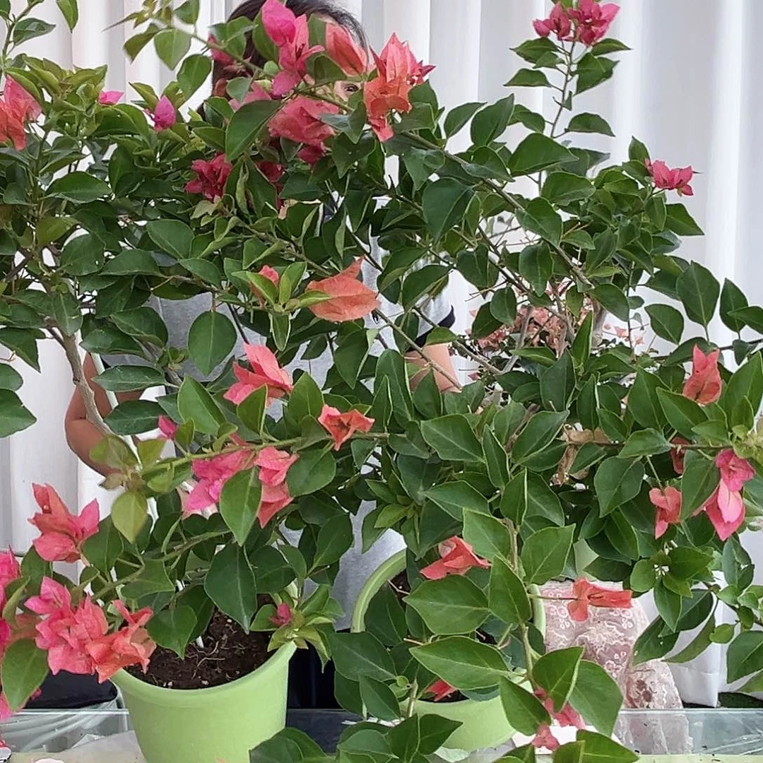 当前无花栽培后可以开花佩德罗棒棒糖一颗，绿