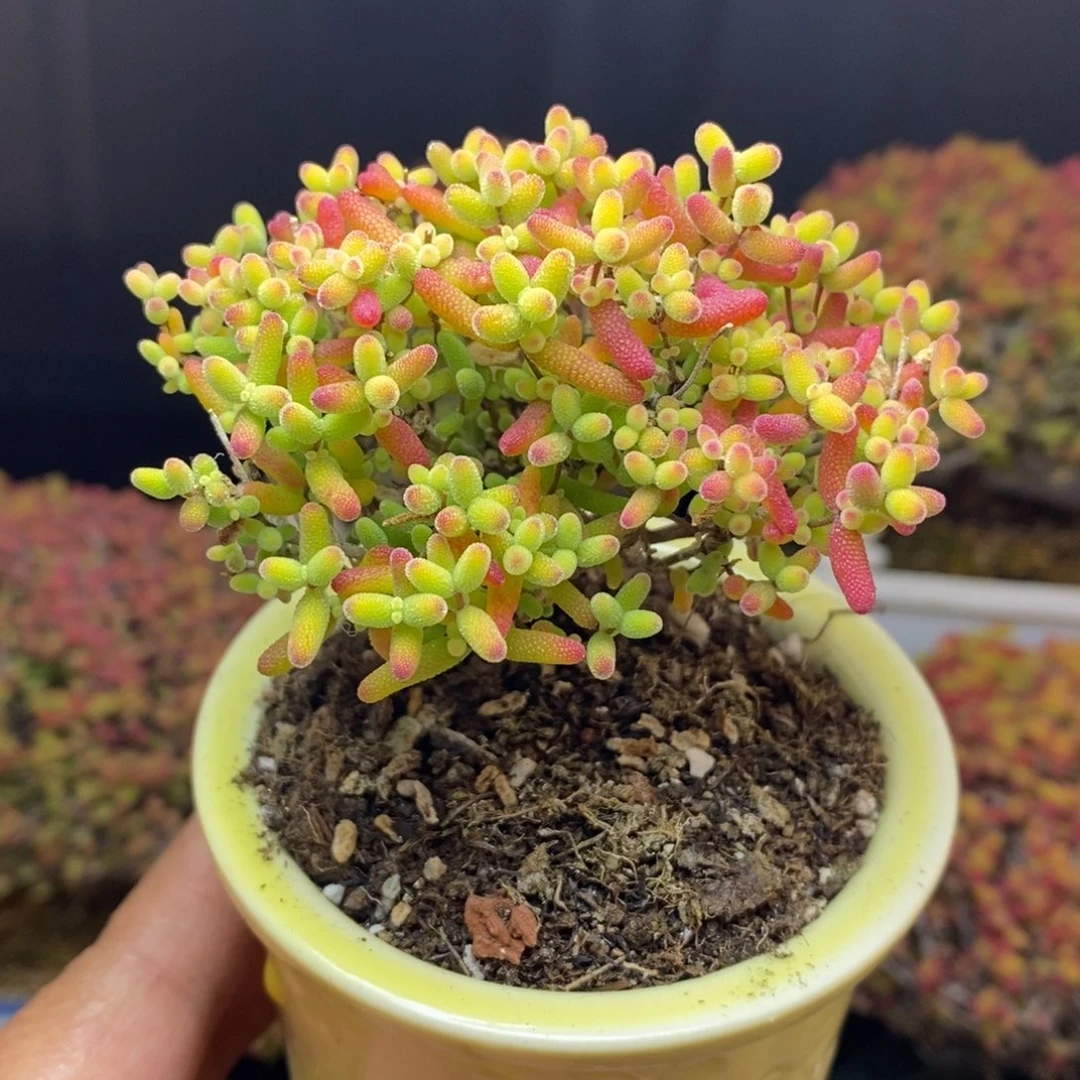 无花朵66号蜜橘糖球（带盆）