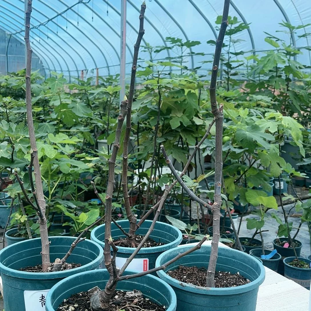 无花朵一物一拍的哈代