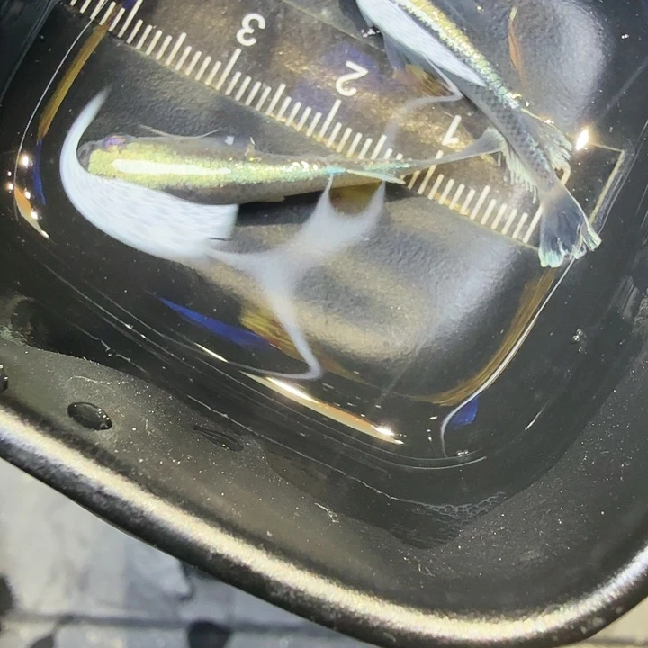 青鳉鱼66号拍品歌舞姬黑干