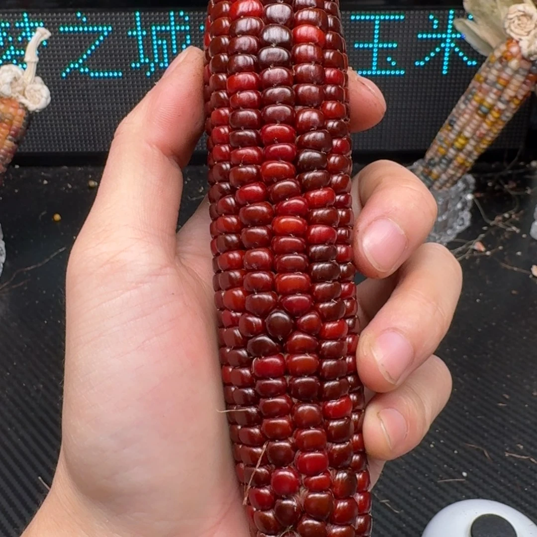 柏香籽/百香籽吊坠可***提