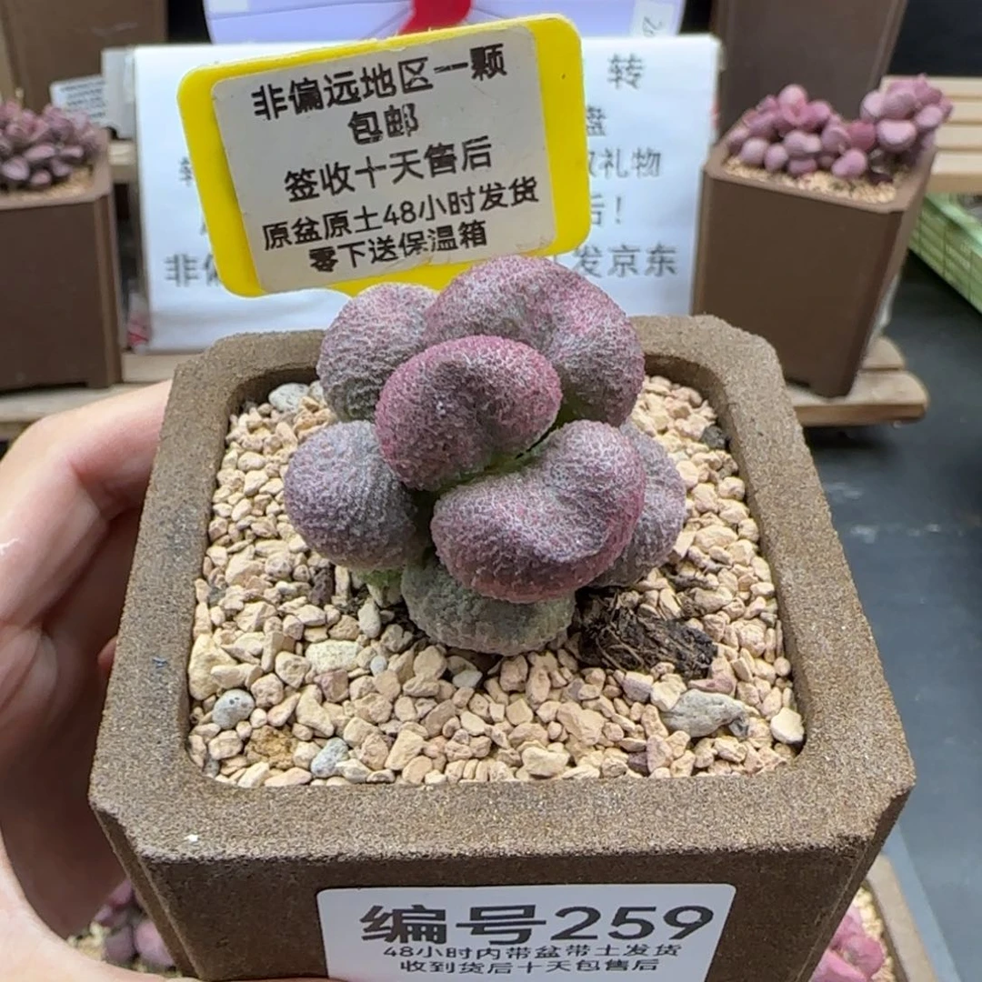 259水蜜桃多肉植物