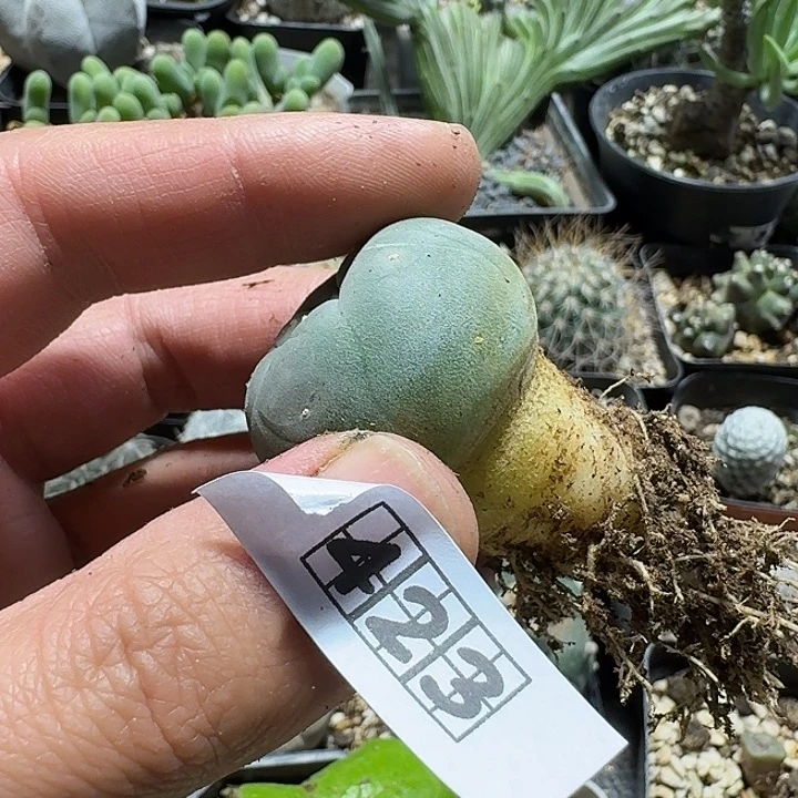 423蓝白肌银鱼脱土发货