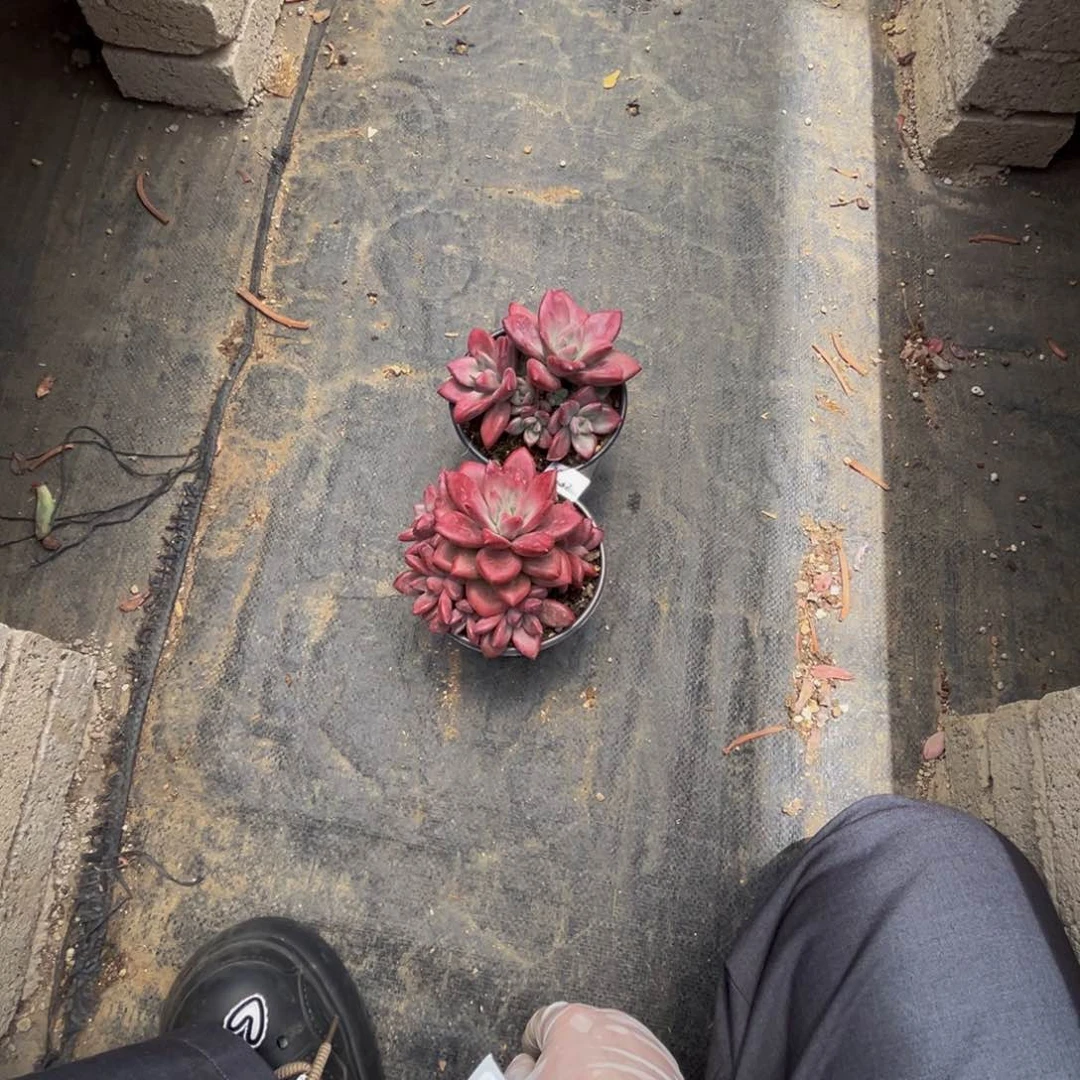 娟****n37两颗赫菲斯托群生无砍