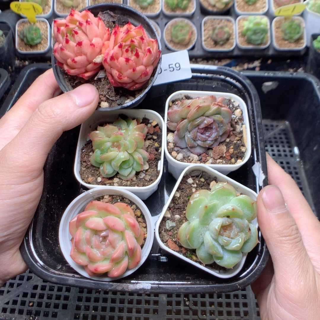 无花朵o-59英语英语英语英语英语