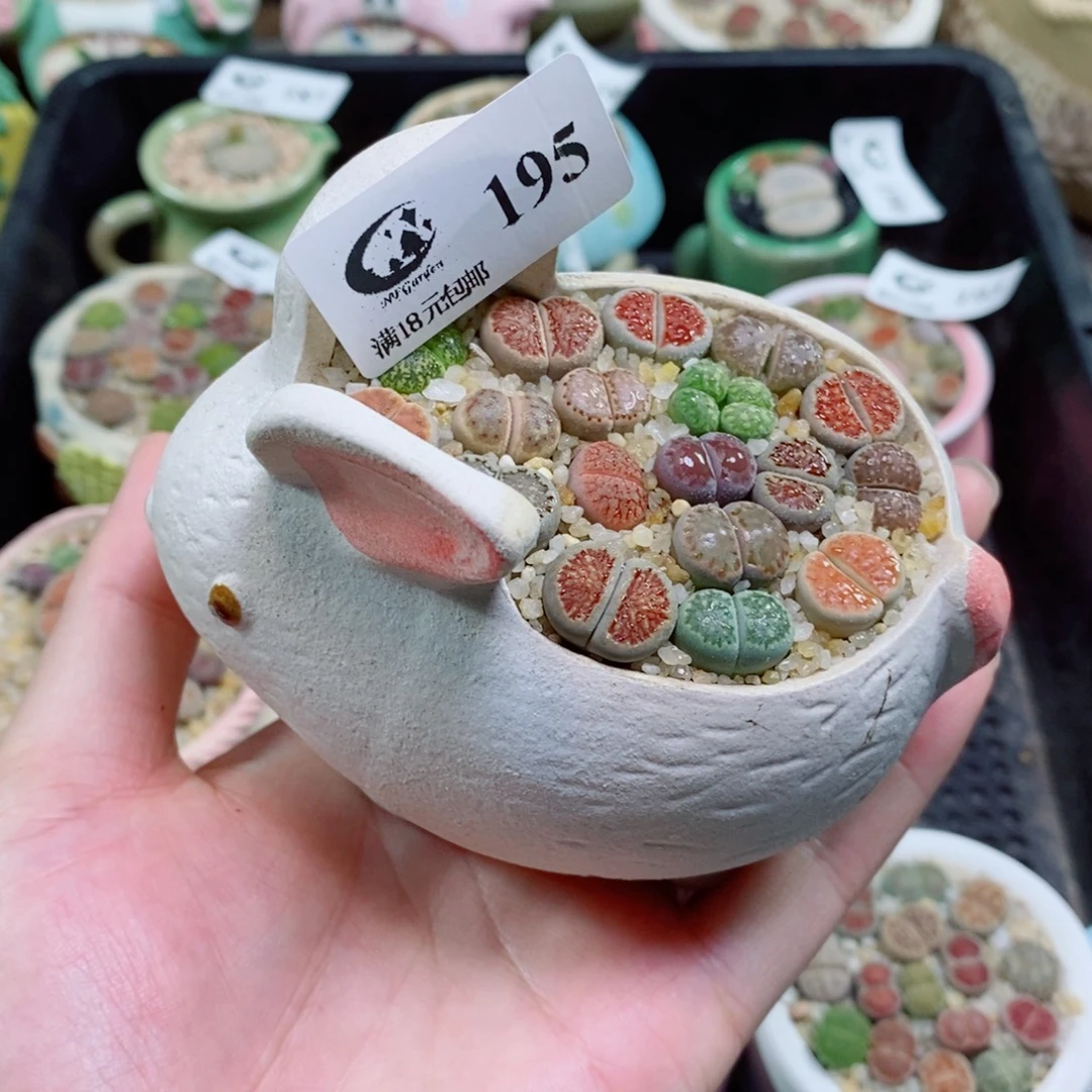 生石花花花花花花花195