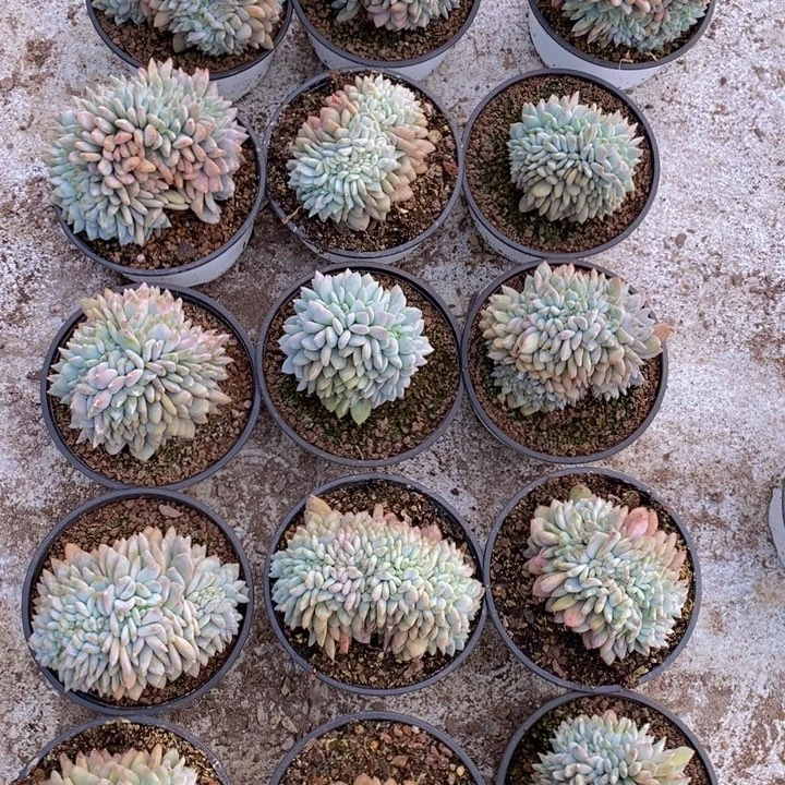 石榴紫缀一颗，可挑选。