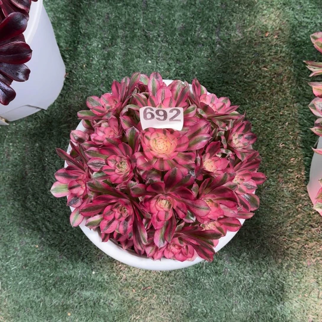 692！倾城法师多肉植物