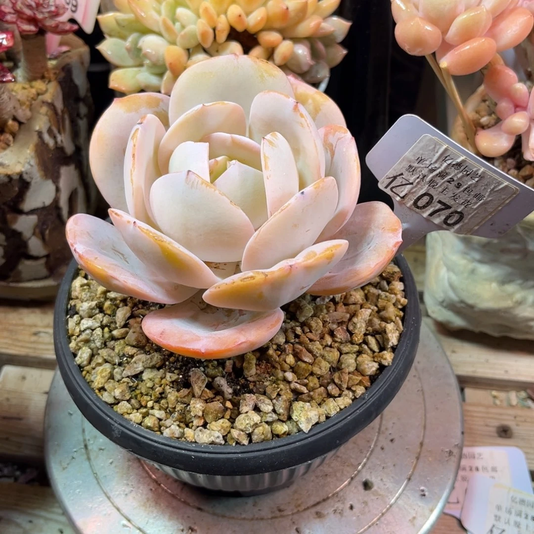 070国奶模特多肉植物funvbun