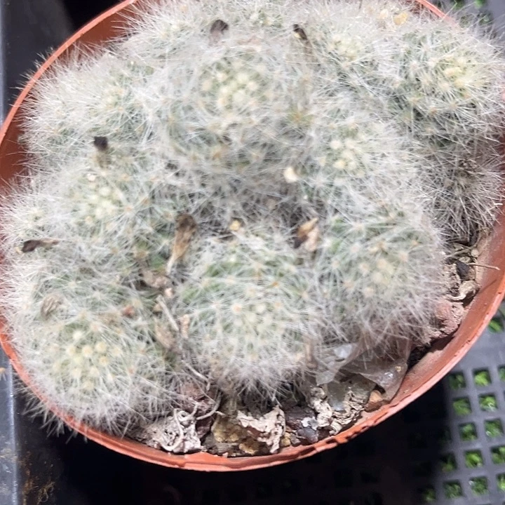 芳香丸群zzzzzzzzzz