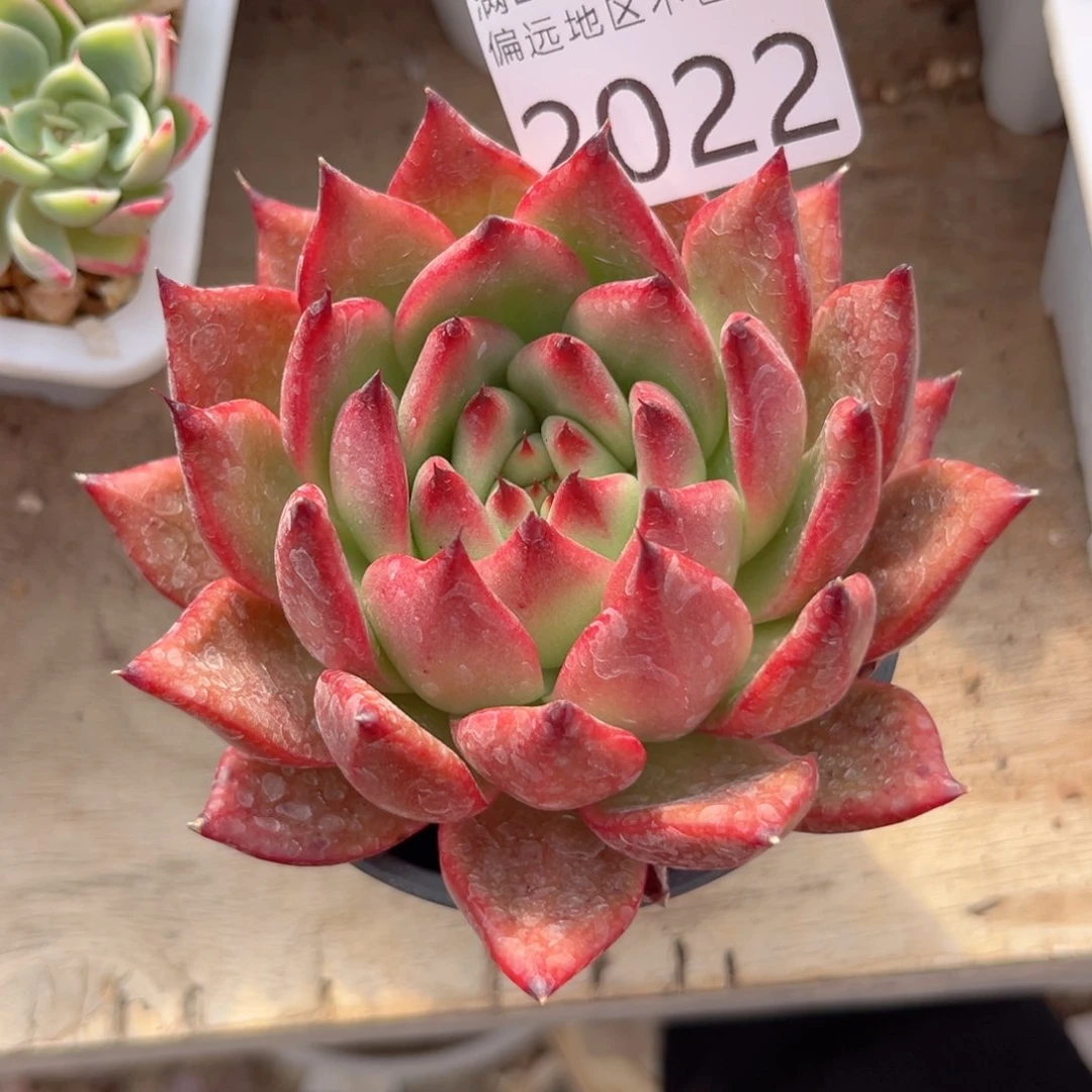 大2022:）dg xb cv v b