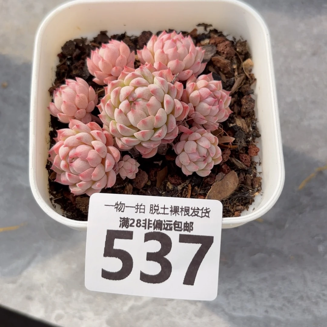 小粉梅无盆土发货