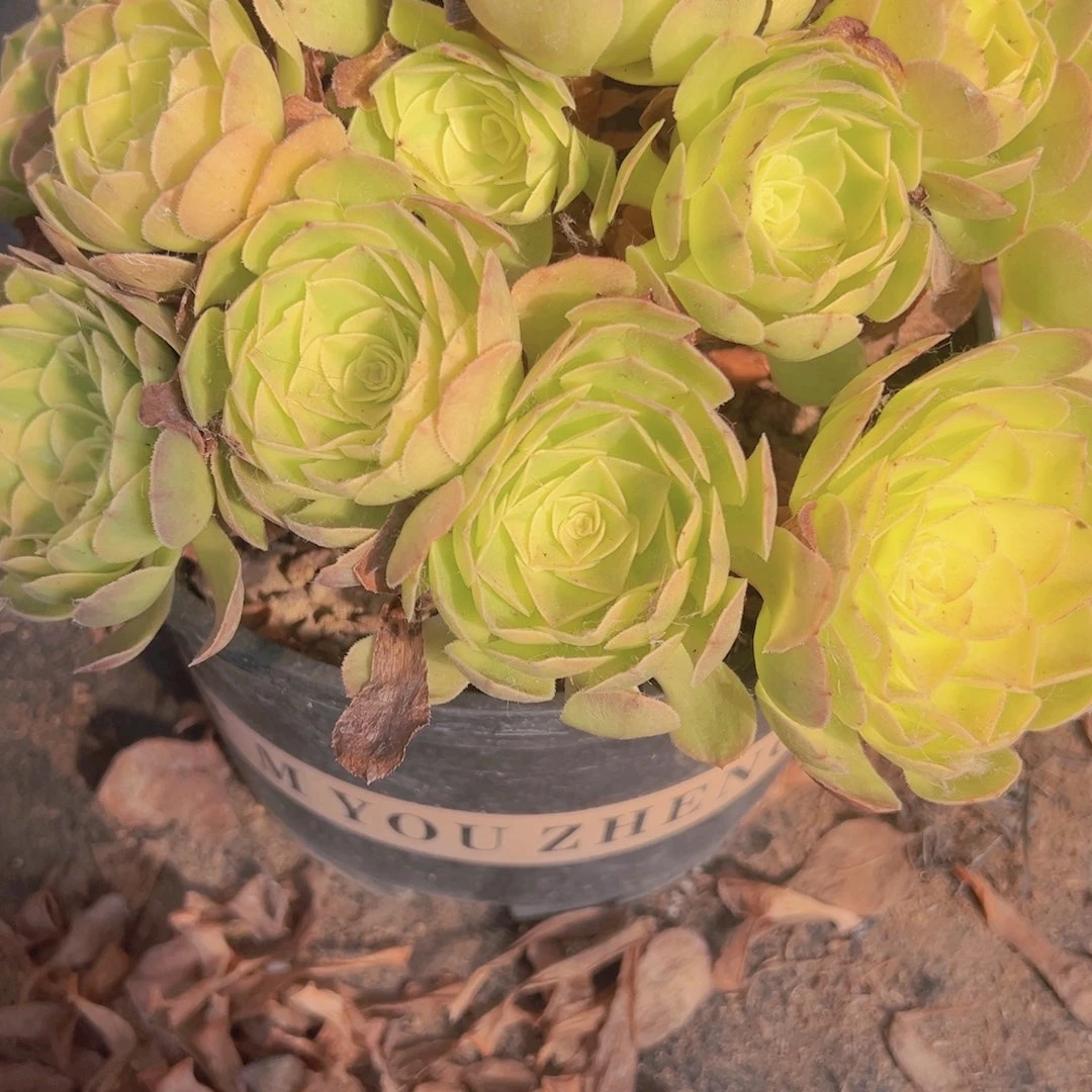 702，雨合多肉植物法师