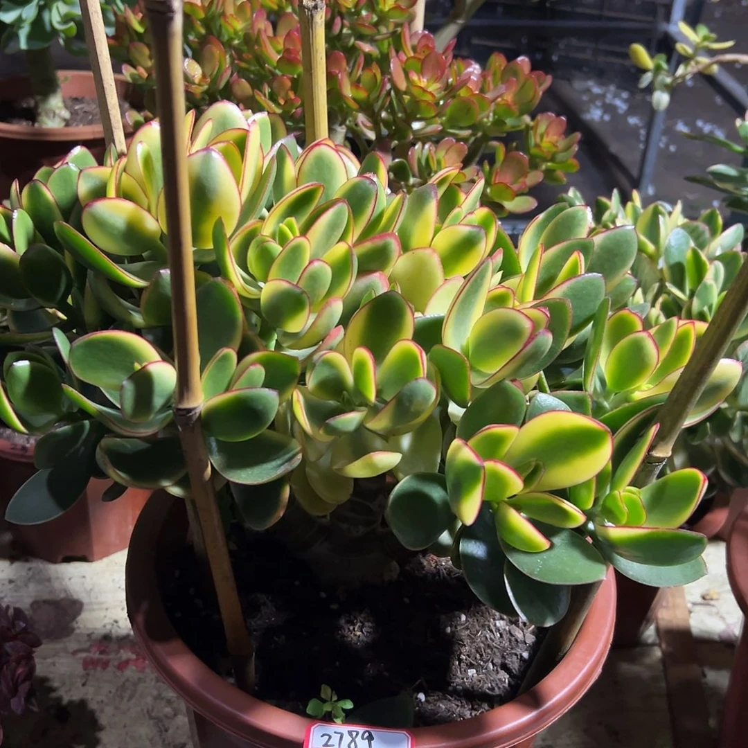 *****稀有落日之艳带土球发货2789