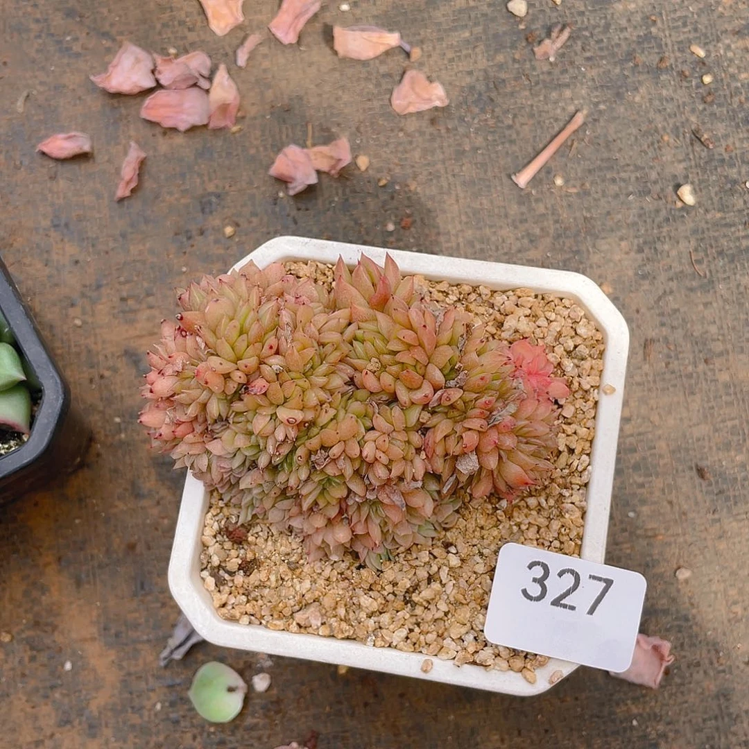 327。玉杯东云缀化。