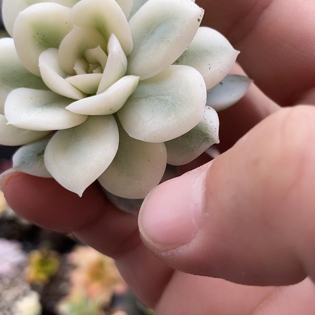 100月亮仙子大锦边炸多肉植物哇啦塞