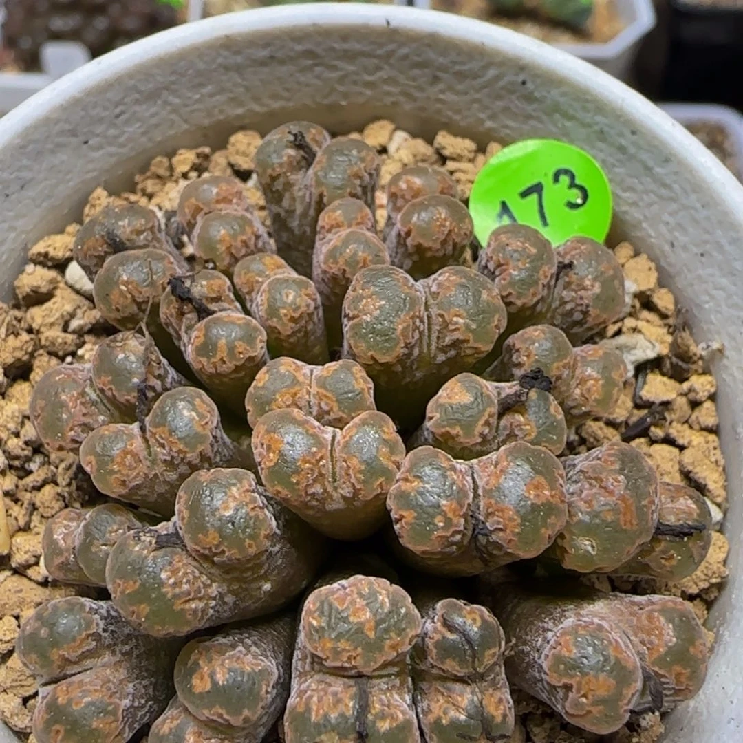 大窗火柴头勋章群24头173