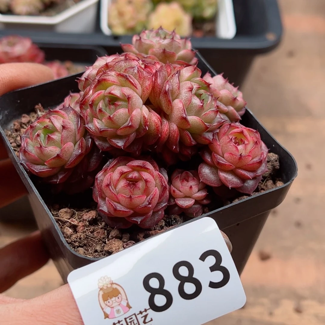 多肉植物多肉植物