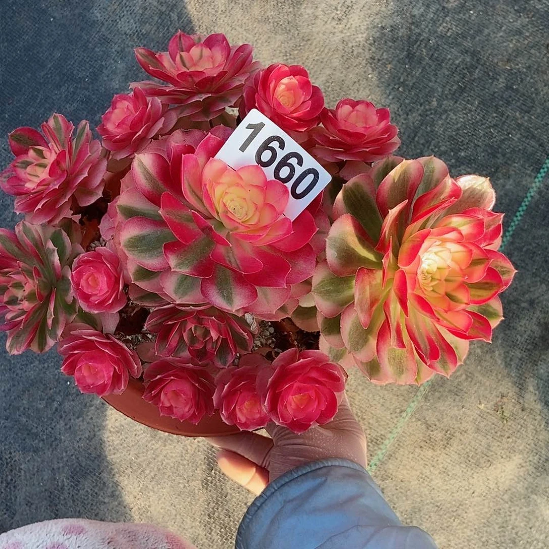 红陶1660倾城4冠服20左右