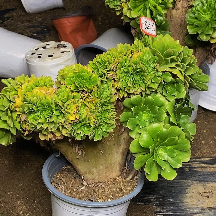 翡翠琉璃缀化老桩福利的826