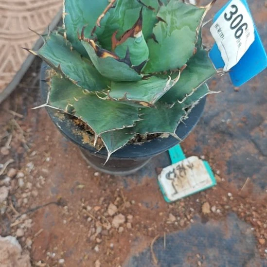 黑帝斯精品龙舌兰种子播种