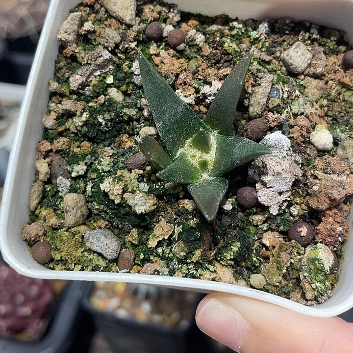 实生龙牙牡丹仙人球