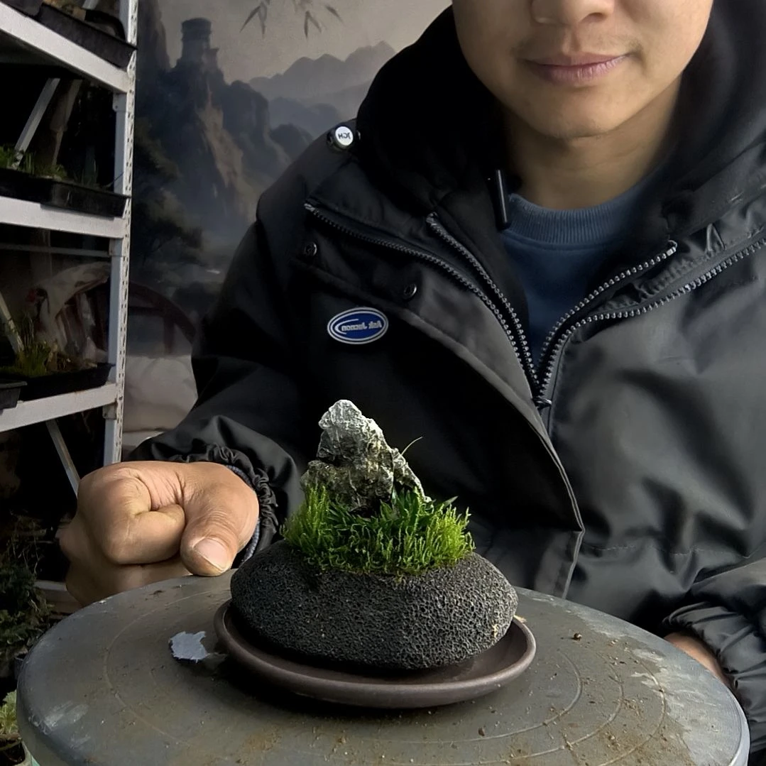 y****6小盆景小植物一物一拍6