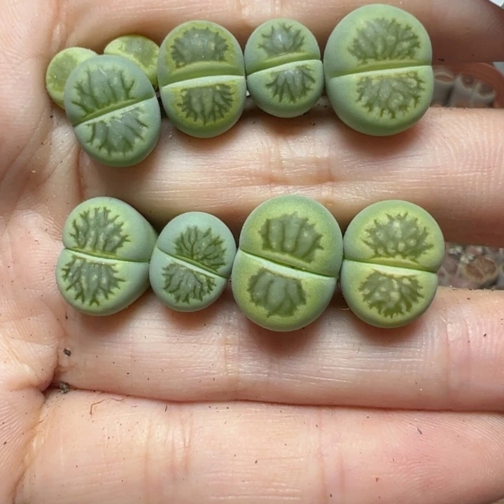 【闪购商品】乐*英757……