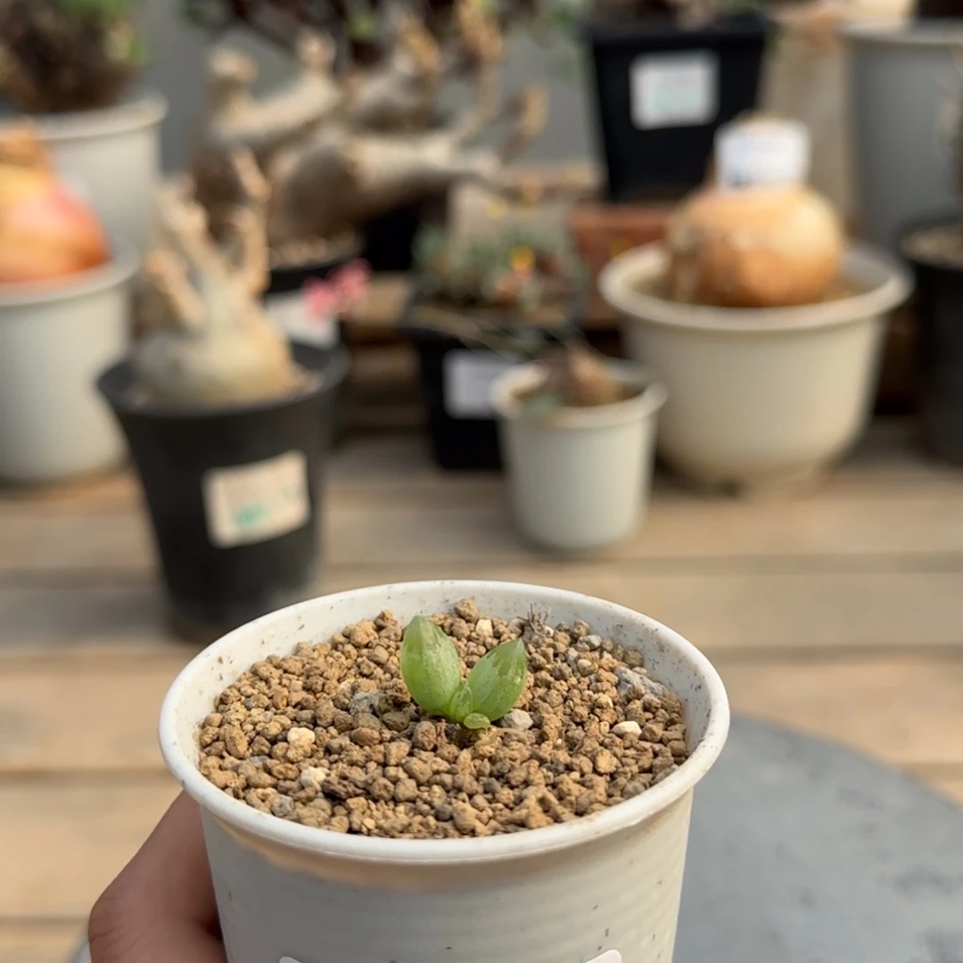 197洛丽塔满50包邮