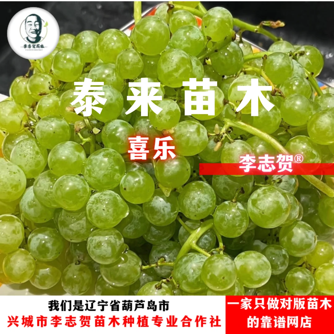 喜乐葡萄苗带土带叶发货