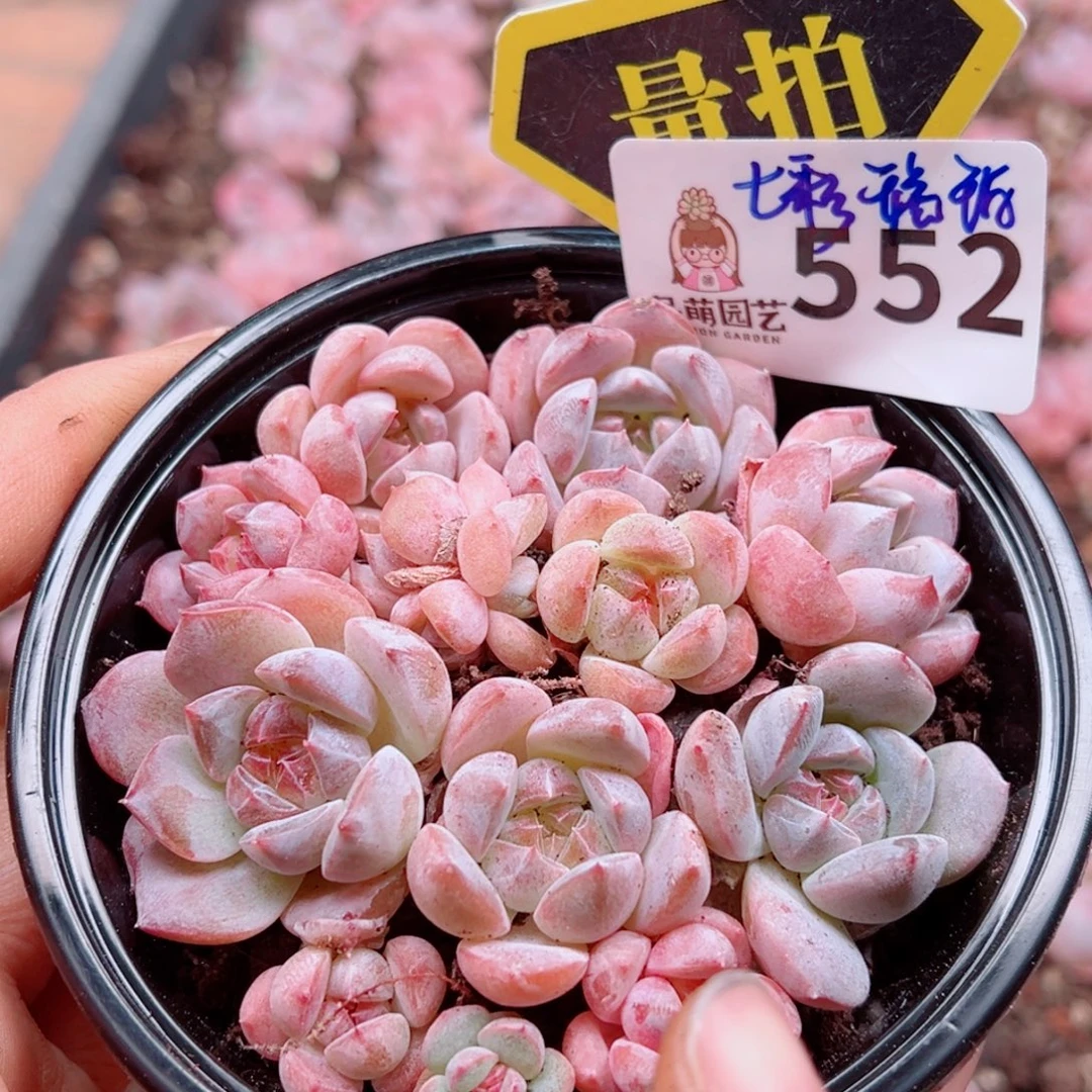 多肉植物多肉植物