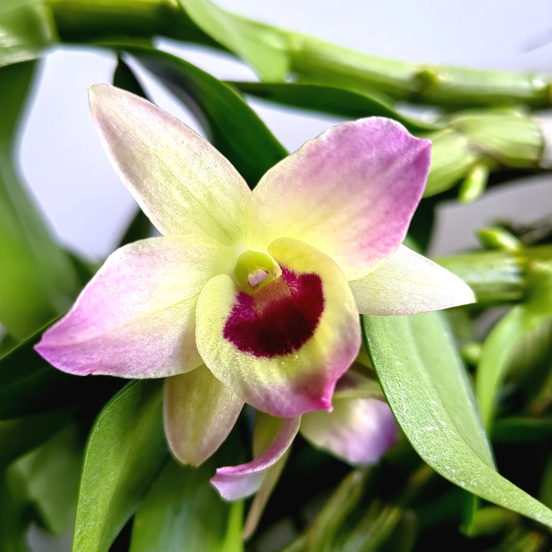 夏日女孩｜春石斛 花瓣糖果渐变小眼睛有香味少有花卉绿植石