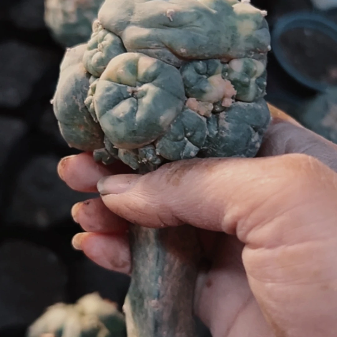 【闪购商品】3076无根海鲜锦