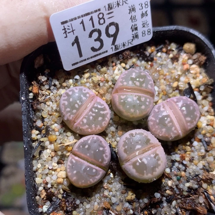 精品生石花118.139