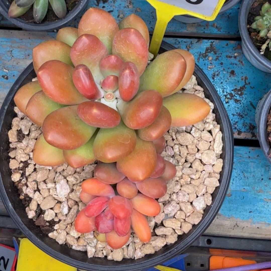 多肉植物塔尔萨sp209