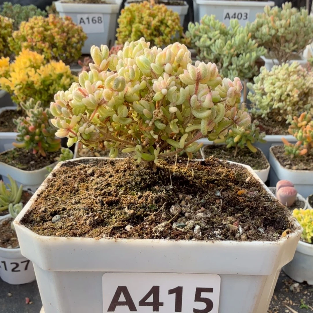 A415红宝石锦小树