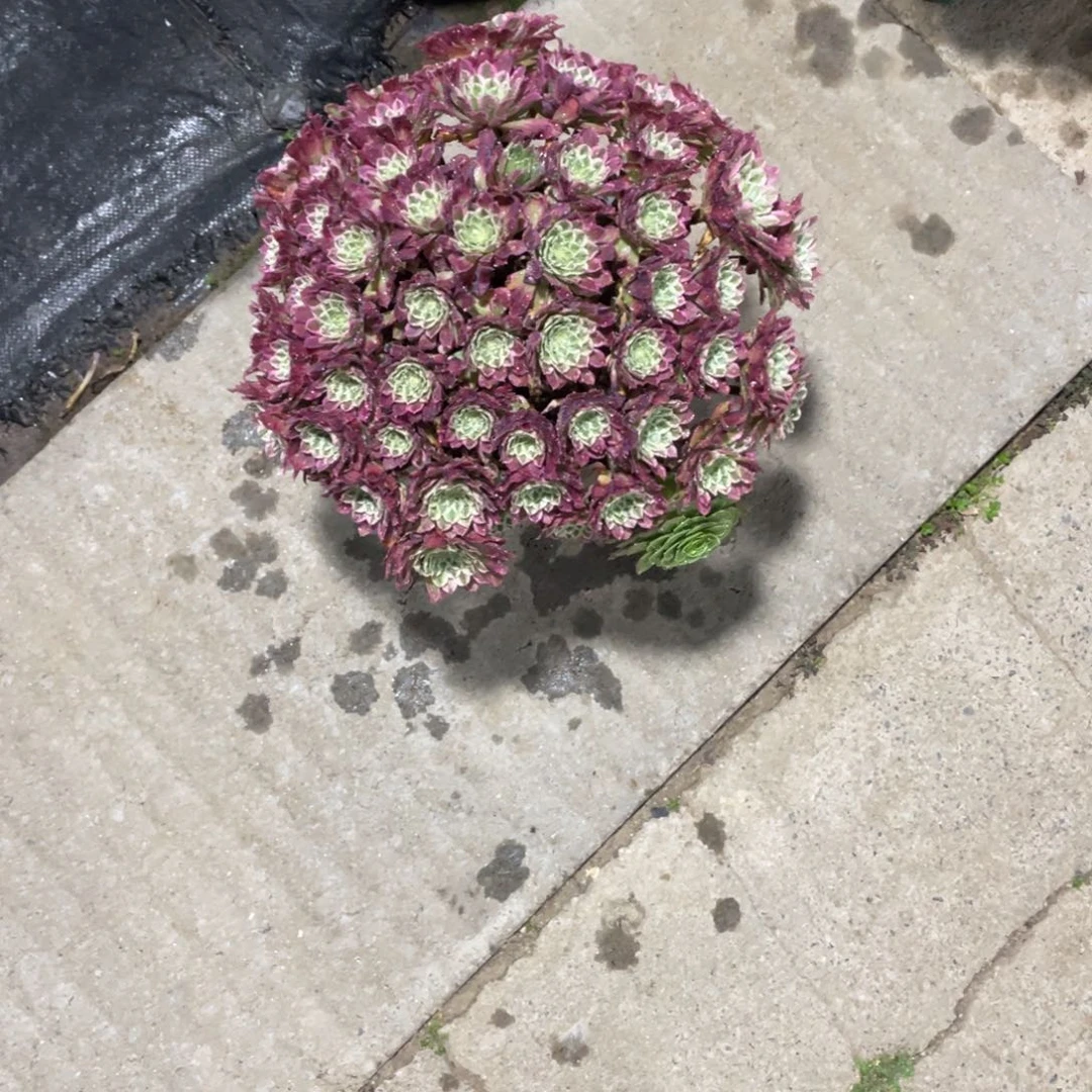 倩***宝漂亮漂亮沙拉酱漂亮