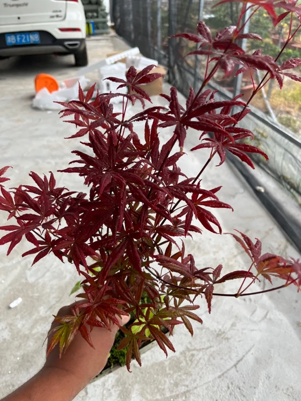 红枫树苗红舞姬盆栽耐热适合南北种植四季花卉室内植物