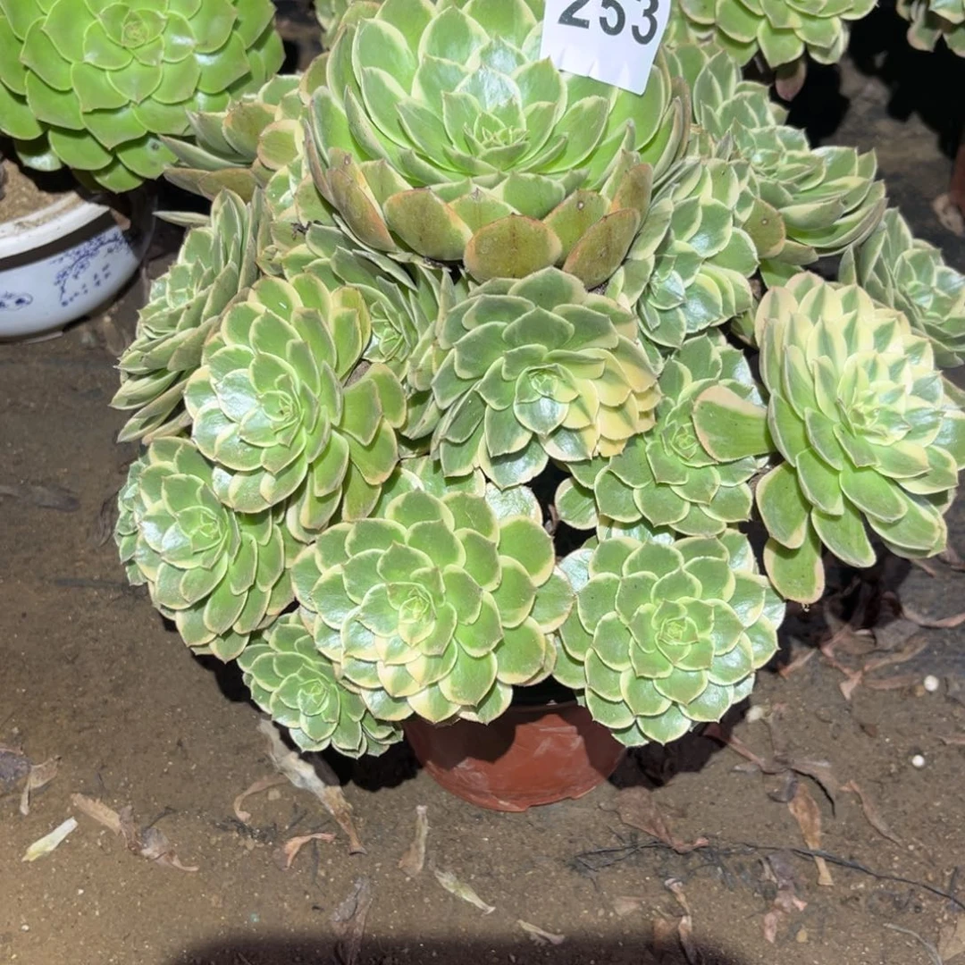 粉花妖多肉法师253号法师