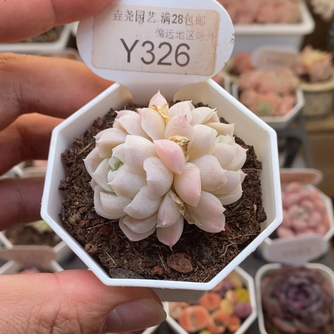 0326白月影4厘米