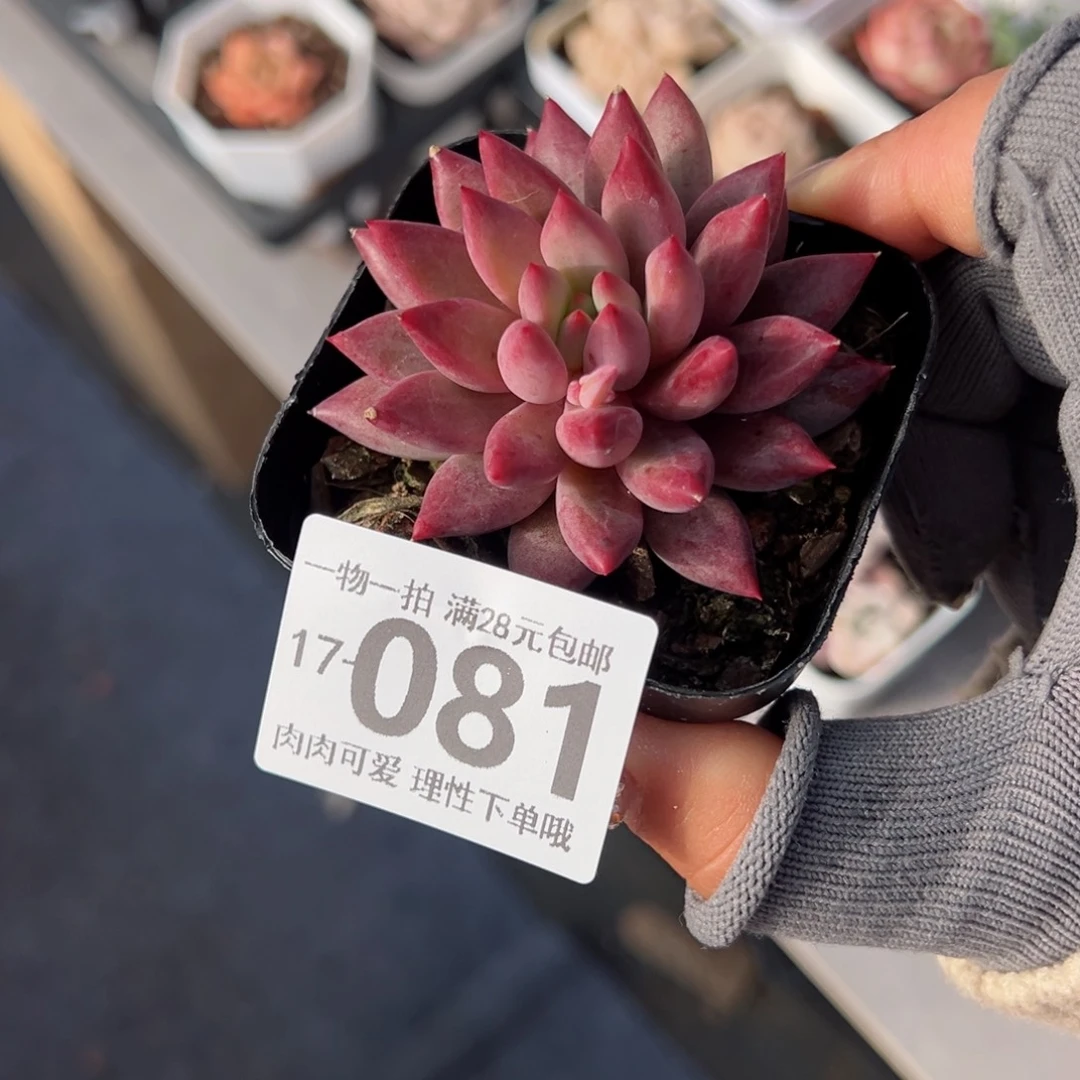 金鱼姬多肉多肉多肉多肉多肉