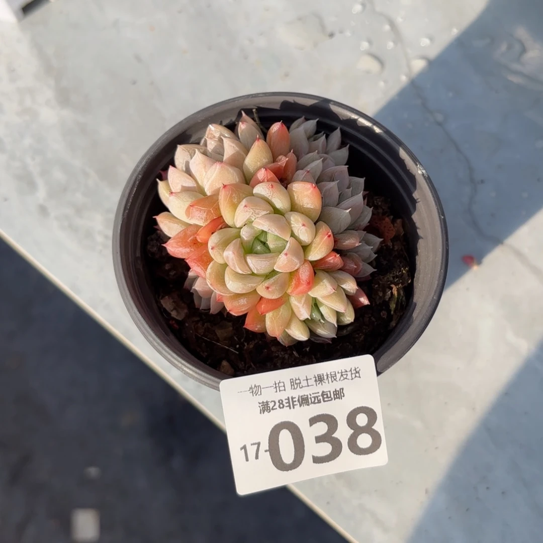 艾莎群多肉多肉多肉