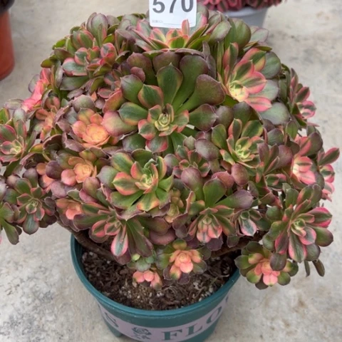 忘*花570雅典娜朵朵30厘米左右