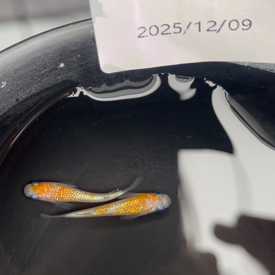 青鳉鱼225王华海王星一对