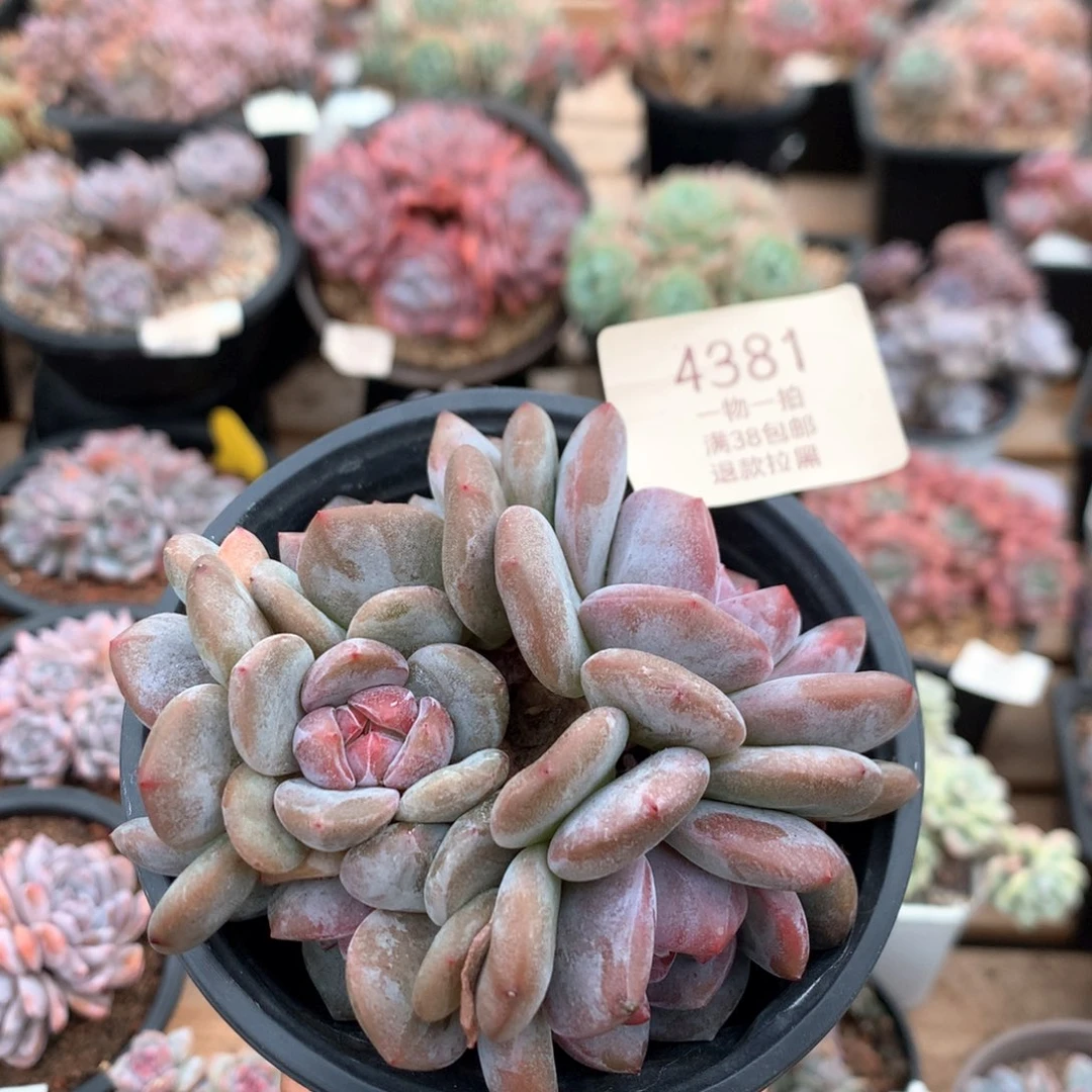 10厘米花环型摘心红宝石石榴籽 4381