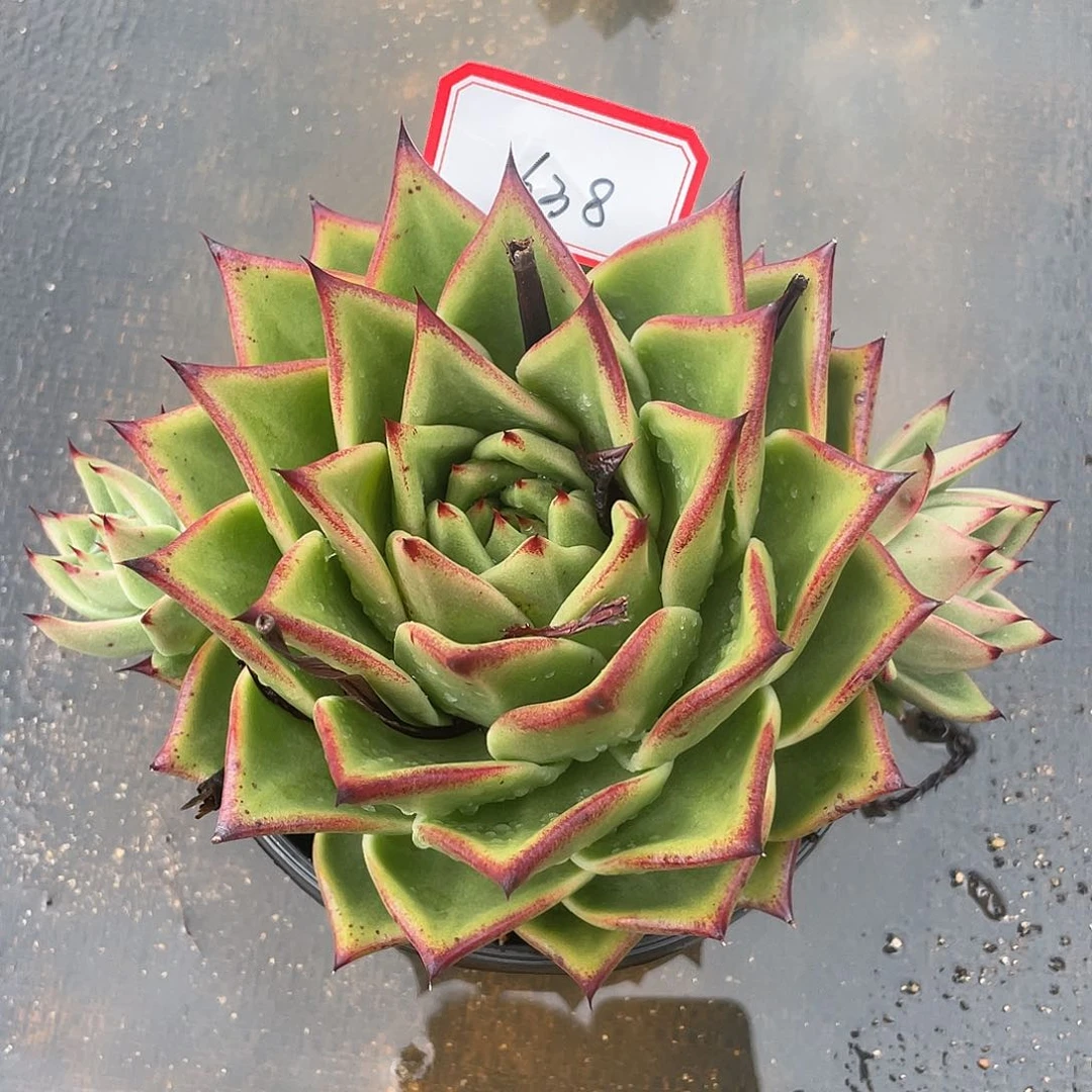 若如东云多肉组拍638