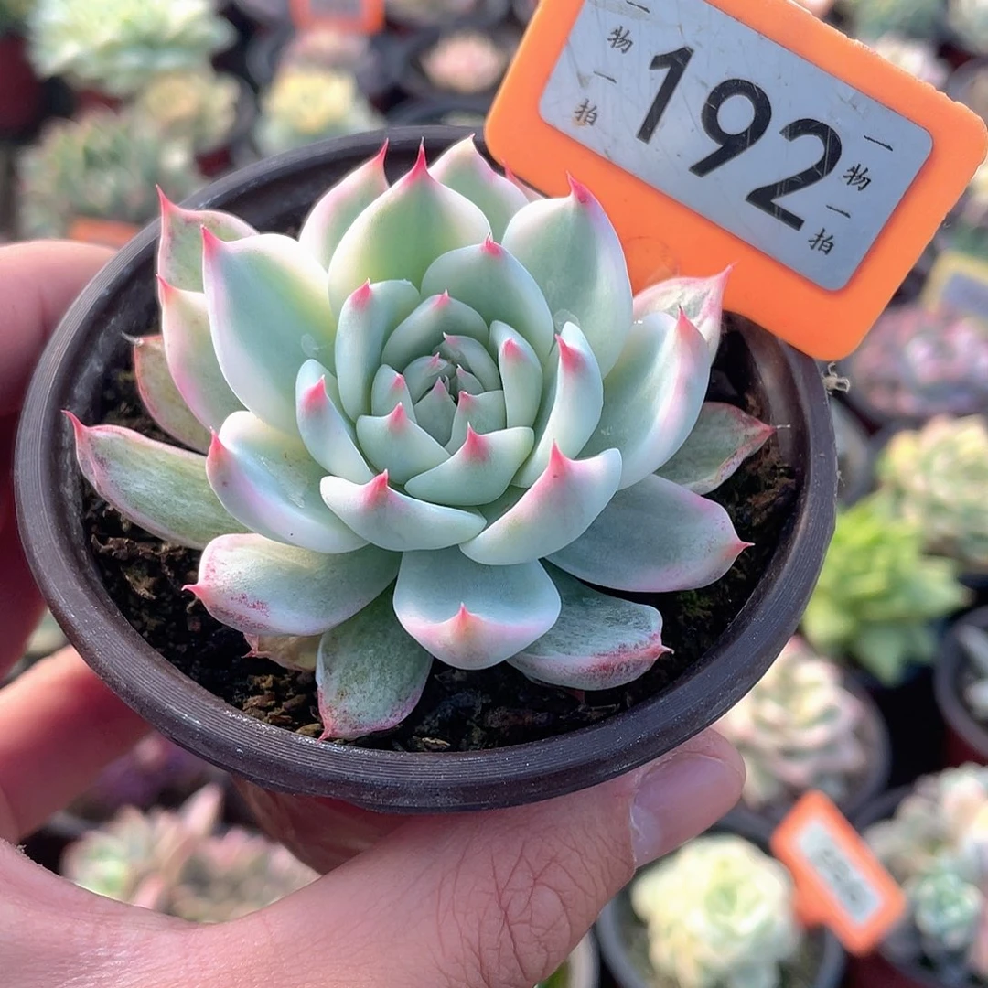 192吉娃娃锦多肉植物