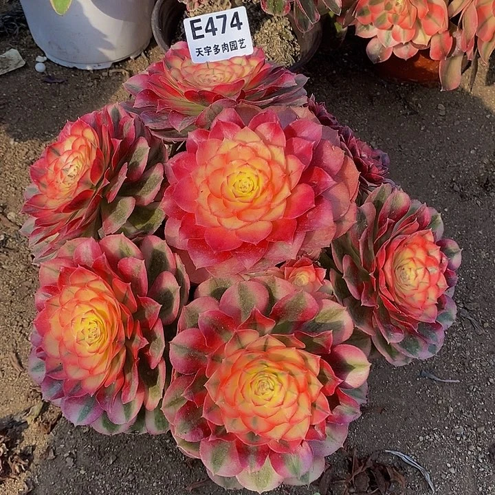 倾城多肉植物474