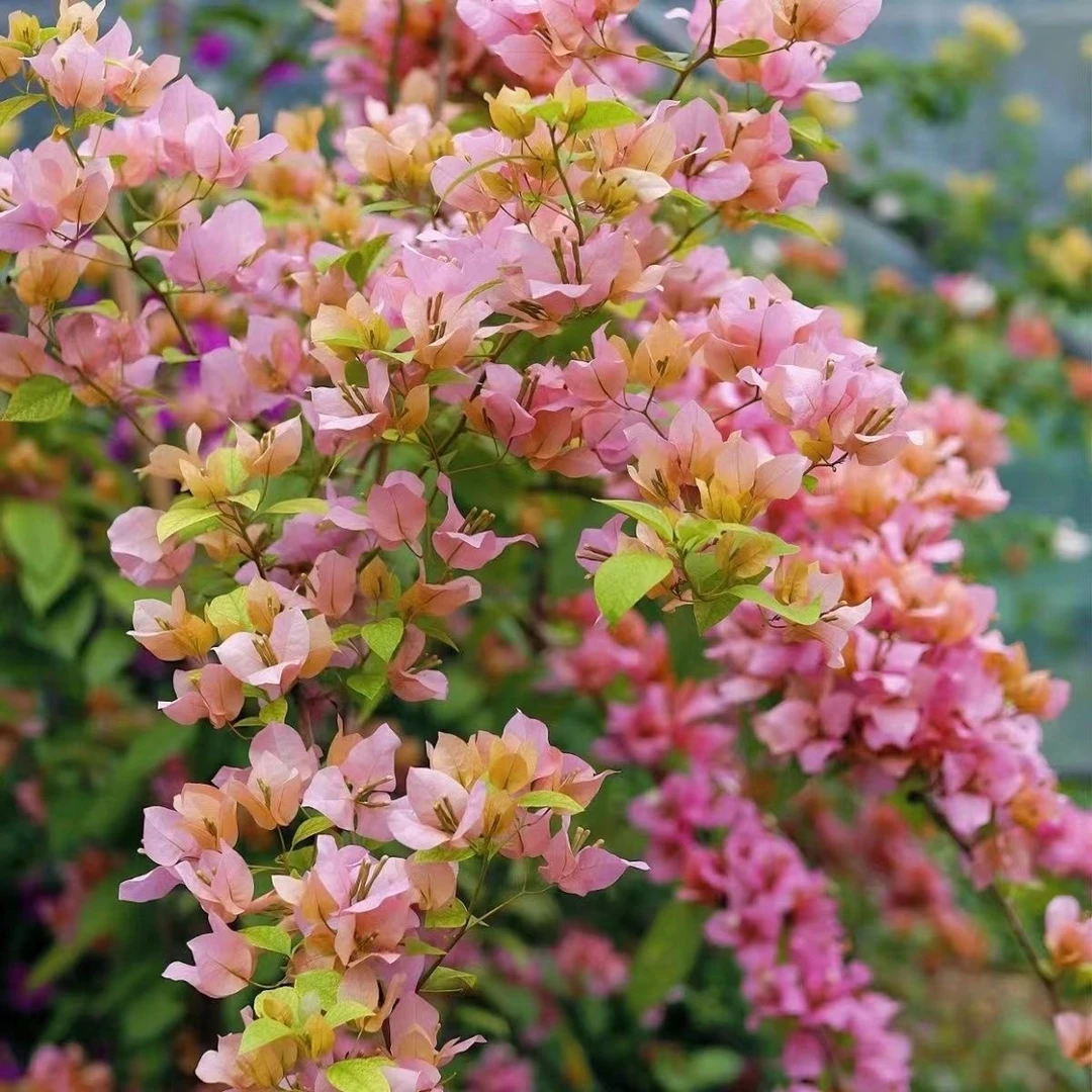 金发女郎三角梅袋苗